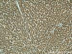 ORM1 Antibody in Immunohistochemistry (Paraffin) (IHC (P))