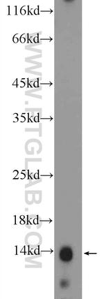 Histone H2A.z Antibody in Western Blot (WB)