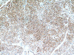 Caveolin-1 Antibody in Immunohistochemistry (Paraffin) (IHC (P))