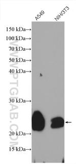 Caveolin-1 Antibody in Western Blot (WB)