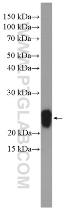 Caveolin-1 Antibody in Western Blot (WB)