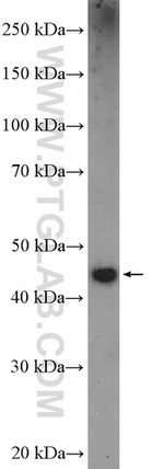 DEK Antibody in Western Blot (WB)