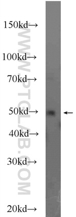 DEK Antibody in Western Blot (WB)