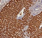 Aldo-keto Reductase Family 1 Member C1/DD1 Antibody in Immunohistochemistry (Paraffin) (IHC (P))