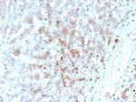 Aldo-keto Reductase Family 1 Member C1/DD1 Antibody in Immunohistochemistry (Paraffin) (IHC (P))