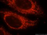 MRPS35 Antibody in Immunocytochemistry (ICC/IF)