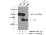 MRPS35 Antibody in Immunoprecipitation (IP)