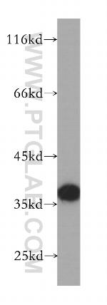 MRPS35 Antibody in Western Blot (WB)