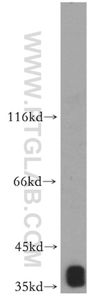 MRPS35 Antibody in Western Blot (WB)