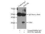 dGK Antibody in Immunoprecipitation (IP)