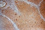 BPNT1 Antibody in Immunohistochemistry (Paraffin) (IHC (P))