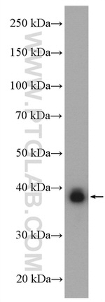 BPNT1 Antibody in Western Blot (WB)