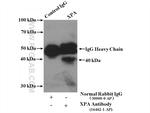 XPA Antibody in Immunoprecipitation (IP)