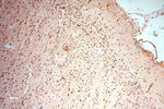 PC6 Antibody in Immunohistochemistry (Paraffin) (IHC (P))