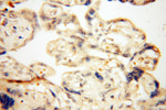 PC6 Antibody in Immunohistochemistry (Paraffin) (IHC (P))