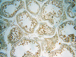 PC6 Antibody in Immunohistochemistry (Paraffin) (IHC (P))