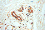 PC6 Antibody in Immunohistochemistry (Paraffin) (IHC (P))