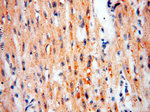 PC6 Antibody in Immunohistochemistry (Paraffin) (IHC (P))