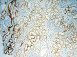 PC6 Antibody in Immunohistochemistry (Paraffin) (IHC (P))