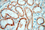 PC6 Antibody in Immunohistochemistry (Paraffin) (IHC (P))