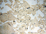 PC6 Antibody in Immunohistochemistry (Paraffin) (IHC (P))