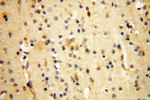 PC6 Antibody in Immunohistochemistry (Paraffin) (IHC (P))