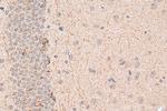 PC6 Antibody in Immunohistochemistry (Paraffin) (IHC (P))