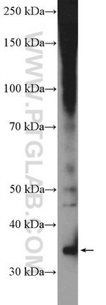 Aquaporin 4 Antibody in Western Blot (WB)