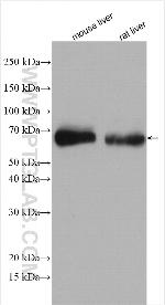 Albumin Antibody in Western Blot (WB)