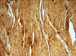 Albumin Antibody in Immunohistochemistry (Paraffin) (IHC (P))