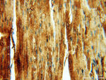 Albumin Antibody in Immunohistochemistry (Paraffin) (IHC (P))