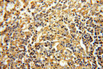 Albumin Antibody in Immunohistochemistry (Paraffin) (IHC (P))