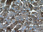 Albumin Antibody in Immunohistochemistry (Paraffin) (IHC (P))