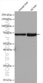 Albumin Antibody in Western Blot (WB)