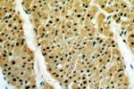 JMJD6 Antibody in Immunohistochemistry (Paraffin) (IHC (P))