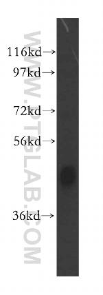 JMJD6 Antibody in Western Blot (WB)