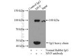 MVP/LRP Antibody in Immunoprecipitation (IP)