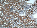 MVP/LRP Antibody in Immunohistochemistry (Paraffin) (IHC (P))