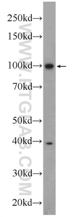 MVP/LRP Antibody in Western Blot (WB)