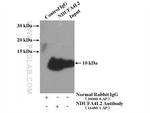 NDUFA4L2 Antibody in Immunoprecipitation (IP)