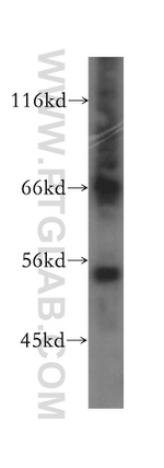 PHAX Antibody in Western Blot (WB)