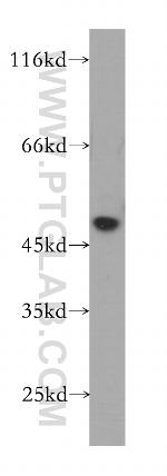 PHAX Antibody in Western Blot (WB)