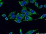 ATP5I Antibody in Immunocytochemistry (ICC/IF)