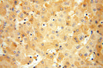 ATP5I Antibody in Immunohistochemistry (Paraffin) (IHC (P))