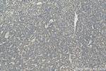 ATP5I Antibody in Immunohistochemistry (Paraffin) (IHC (P))