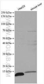 ATP5I Antibody in Western Blot (WB)