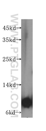 ATP5I Antibody in Western Blot (WB)