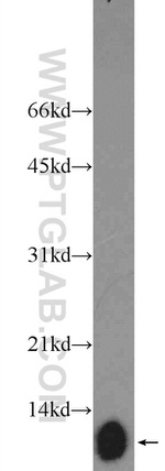 ATP5I Antibody in Western Blot (WB)