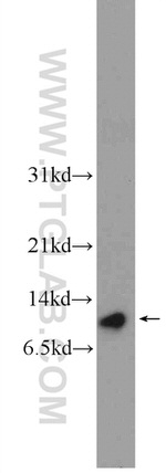 ATP5I Antibody in Western Blot (WB)