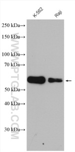 CDC25C Antibody in Western Blot (WB)